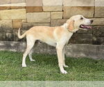 Small #1 Collie-Labrador Retriever Mix