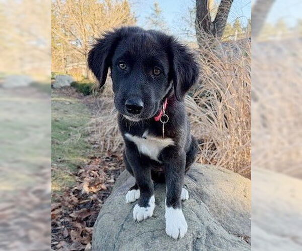 Medium Photo #2 Border Collie-Unknown Mix Puppy For Sale in Genesee, WI, USA