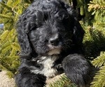 Small Photo #1 Bernedoodle Puppy For Sale in BOWLING GREEN, OH, USA
