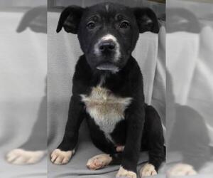 Labrador Retriever-Unknown Mix Dogs for adoption in Thief River Falls, MN, USA