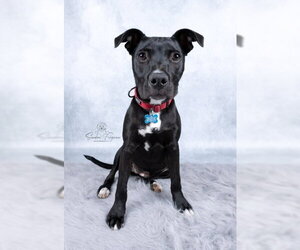 Sissy - Female Labrador Retriever-Unknown Mix Dog for Adoption - Photo #6
