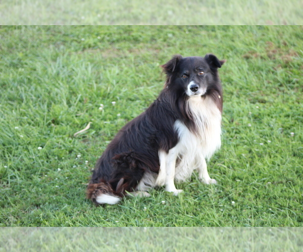 Medium Photo #1 Border Collie Puppy For Sale in BLOOMINGTON, WI, USA
