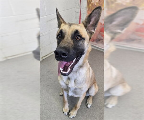 Medium Photo #1 German Shepherd Dog Puppy For Sale in San Bernardino, CA, USA