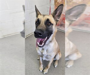 German Shepherd Dog Dogs for adoption in San Bernardino, CA, USA