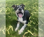 Small #2 Mutt