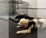 Small #3 Golden Retriever