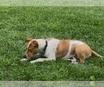 Small #4 American Pit Bull Terrier Mix