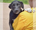Small #5 American Staffordshire Terrier Mix