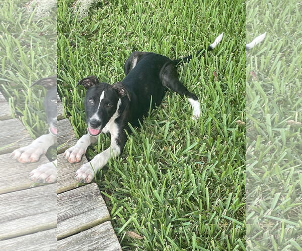 Medium Photo #2 American Bulldog-Unknown Mix Puppy For Sale in Mobile, AL, USA