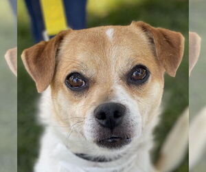 Mutt Dogs for adoption in Pleasanton, CA, USA