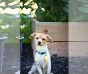 Mutt Dogs for adoption in Sandy, UT, USA