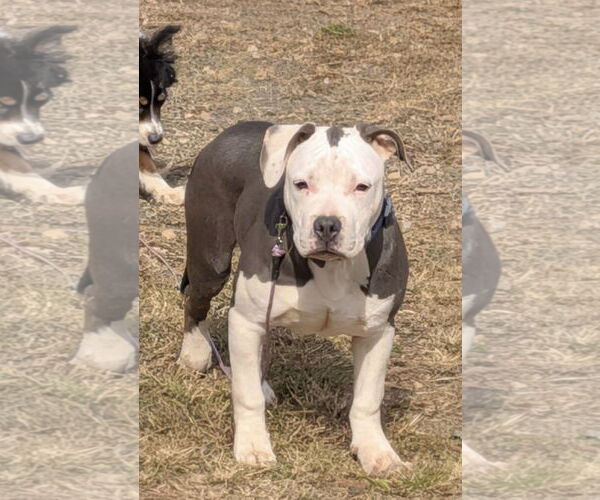 Medium Photo #1 American Pit Bull Terrier Puppy For Sale in Rustburg, VA, USA