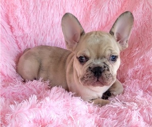 French Bulldog Puppy for sale in LAS VEGAS, NV, USA