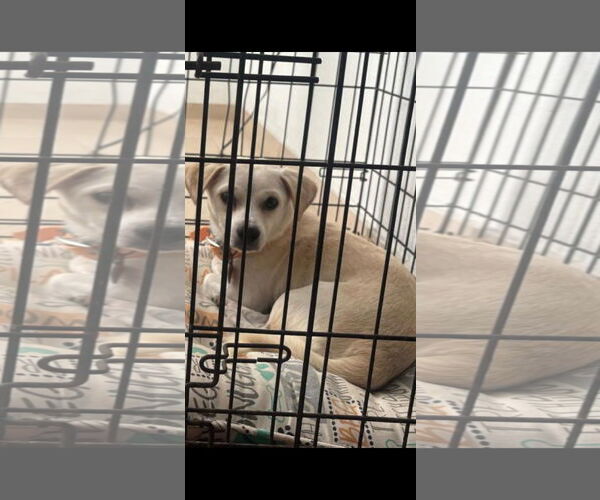 Medium Photo #1 Chihuahua-Unknown Mix Puppy For Sale in NYC, NY, USA