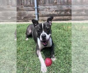 THOR - Male Mutt Dog for Adoption - Photo #3
