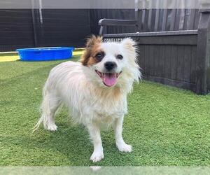 Pomeranian-Unknown Mix Dogs for adoption in Orange, CA, USA
