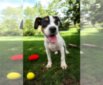Small #24 Basenji-Rat Terrier Mix
