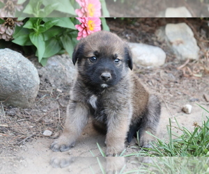 Mastiff-Unknown Mix Puppy for sale in SHILOH, OH, USA