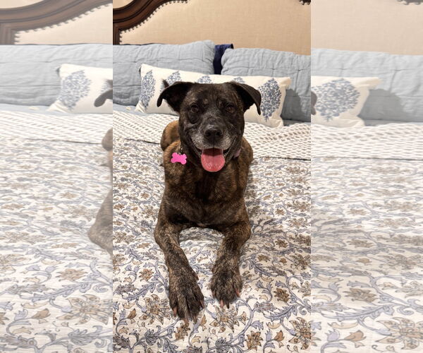 Medium Photo #17 Boxer-Unknown Mix Puppy For Sale in Fort Worth, TX, USA