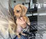 Small #9 Dachshund
