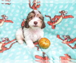 Small Photo #5 Maltipoo Puppy For Sale in HARTVILLE, MO, USA