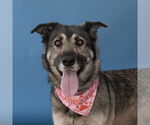 Small German Shepherd Dog Mix