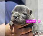 Small Photo #4 Chinese Shar-Pei Puppy For Sale in APPLE VALLEY, CA, USA