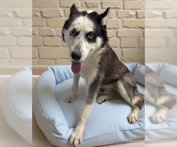 Medium Photo #1 Siberian Husky Puppy For Sale in Pasadena, CA, USA