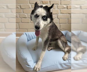 Siberian Husky Dogs for adoption in Pasadena, CA, USA