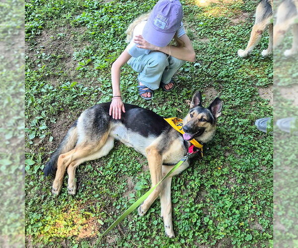Medium Photo #6 German Shepherd Dog Puppy For Sale in Millburn, NJ, USA