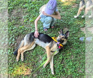 Klara - Female German Shepherd Dog Dog for Adoption - Photo #6