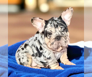 French Bulldog Puppy for sale in WEST COLUMBIA, TX, USA
