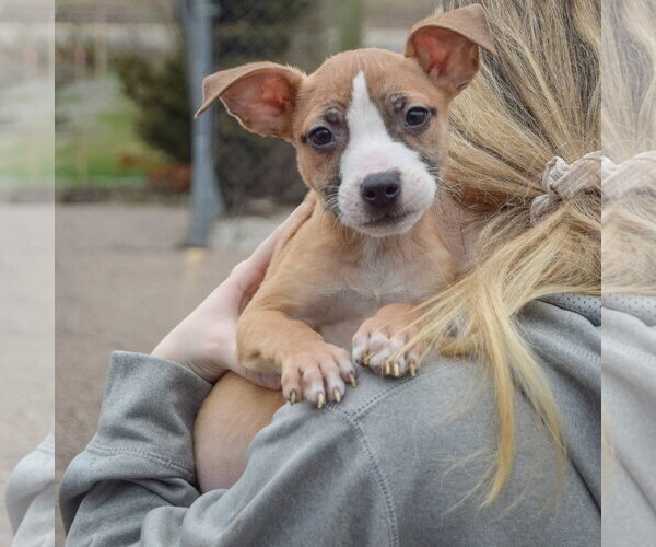 Medium Photo #4 Boxer-Bull Terrier Mix Puppy For Sale in Huntley, IL, USA