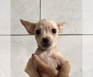 Leila - Female ShiChi Dog for Adoption - Photo #2