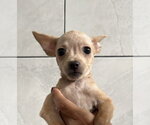 Small Photo #2 ShiChi Puppy For Sale in San Diego, CA, USA