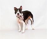 Small #1 Mutt