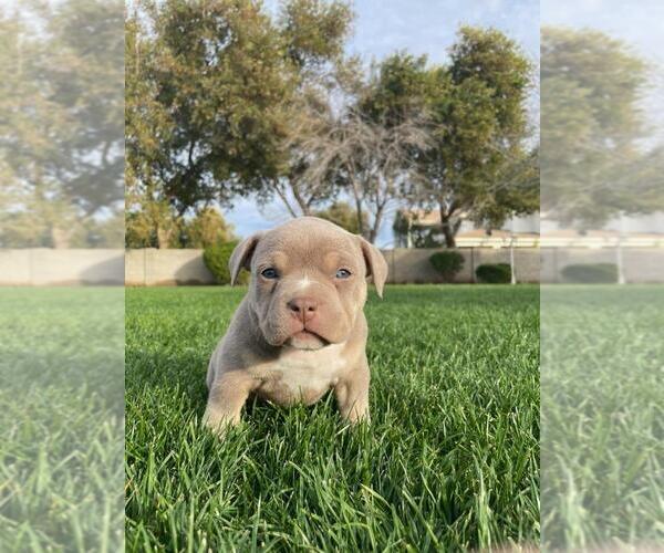 Medium Photo #6 American Bully Puppy For Sale in GILBERT, AZ, USA