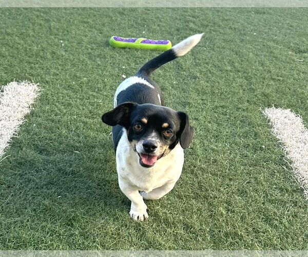 Medium Photo #3 Chihuahua-Unknown Mix Puppy For Sale in phoenix, AZ, USA