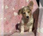 Small #2 Pembroke Welsh Corgi