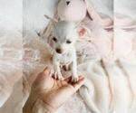 Small #3 Chihuahua