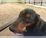Small #1 Dachshund