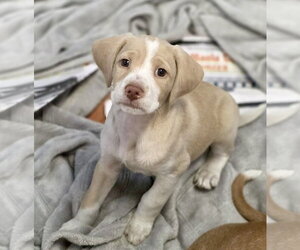 Labradoodle Dogs for adoption in SHERBURNE, NY, USA