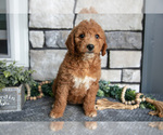 Puppy Betsie Goldendoodle (Miniature)