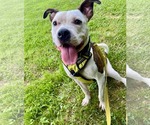Small #1 American Pit Bull Terrier Mix