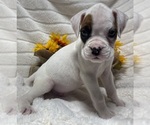 Small Photo #9 Boxer Puppy For Sale in PAWNEE CITY, NE, USA