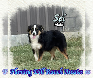Miniature Australian Shepherd Puppy for sale in FORESTBURG, TX, USA