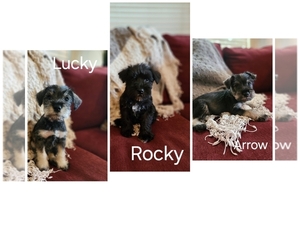 Schnauzer (Miniature) Puppy for sale in MOUNT DORA, FL, USA