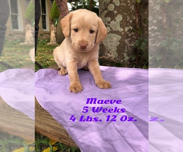 Medium Photo #1 Labradoodle Puppy For Sale in ORANGE PARK, FL, USA