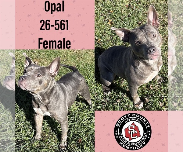 Medium Photo #1 American Pit Bull Terrier-Unknown Mix Puppy For Sale in Georgetown, KY, USA