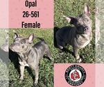 Opal - Female American Pit Bull Terrier-Unknown Mix Dog for Adoption - Small photo